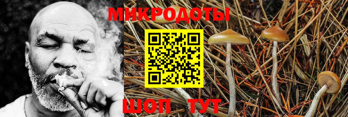 Псилоцибиновые грибы Psilocybine cubensis Нововоронеж